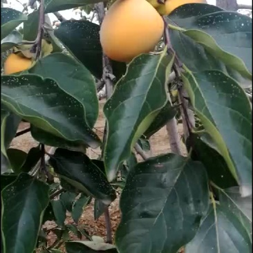 富平大尖柿