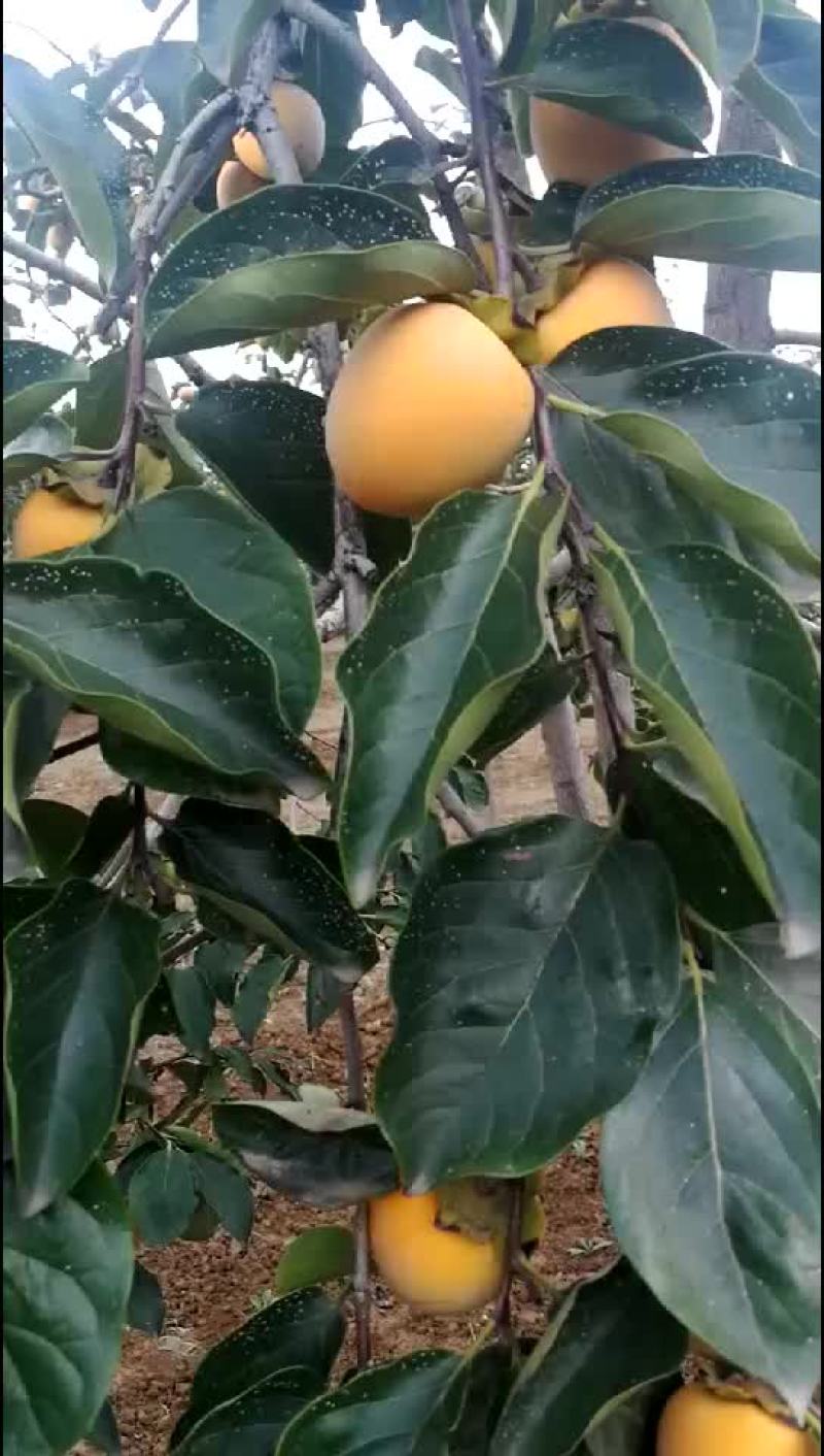 富平大尖柿