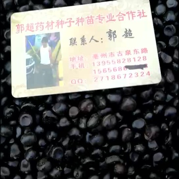 油用牡丹籽
