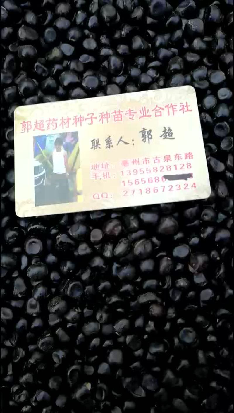 油用牡丹籽