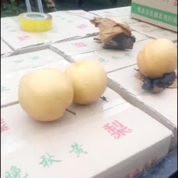 晚秋黄梨