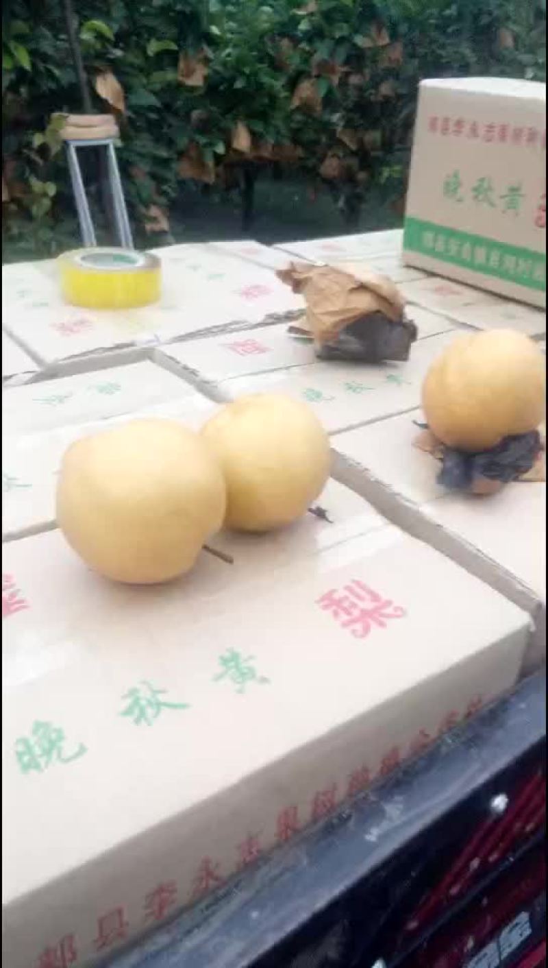 晚秋黄梨