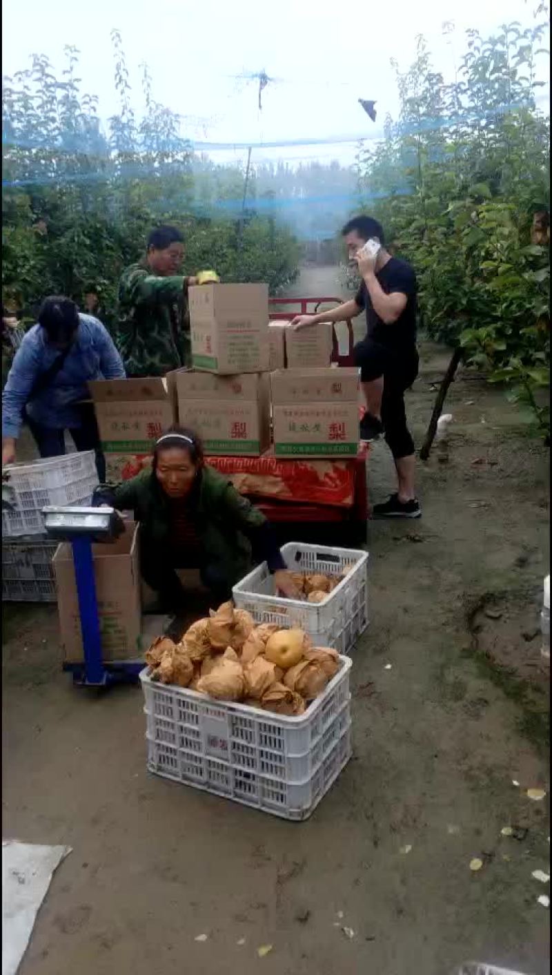 晚秋黄梨