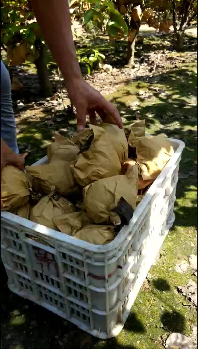 晚秋黄梨