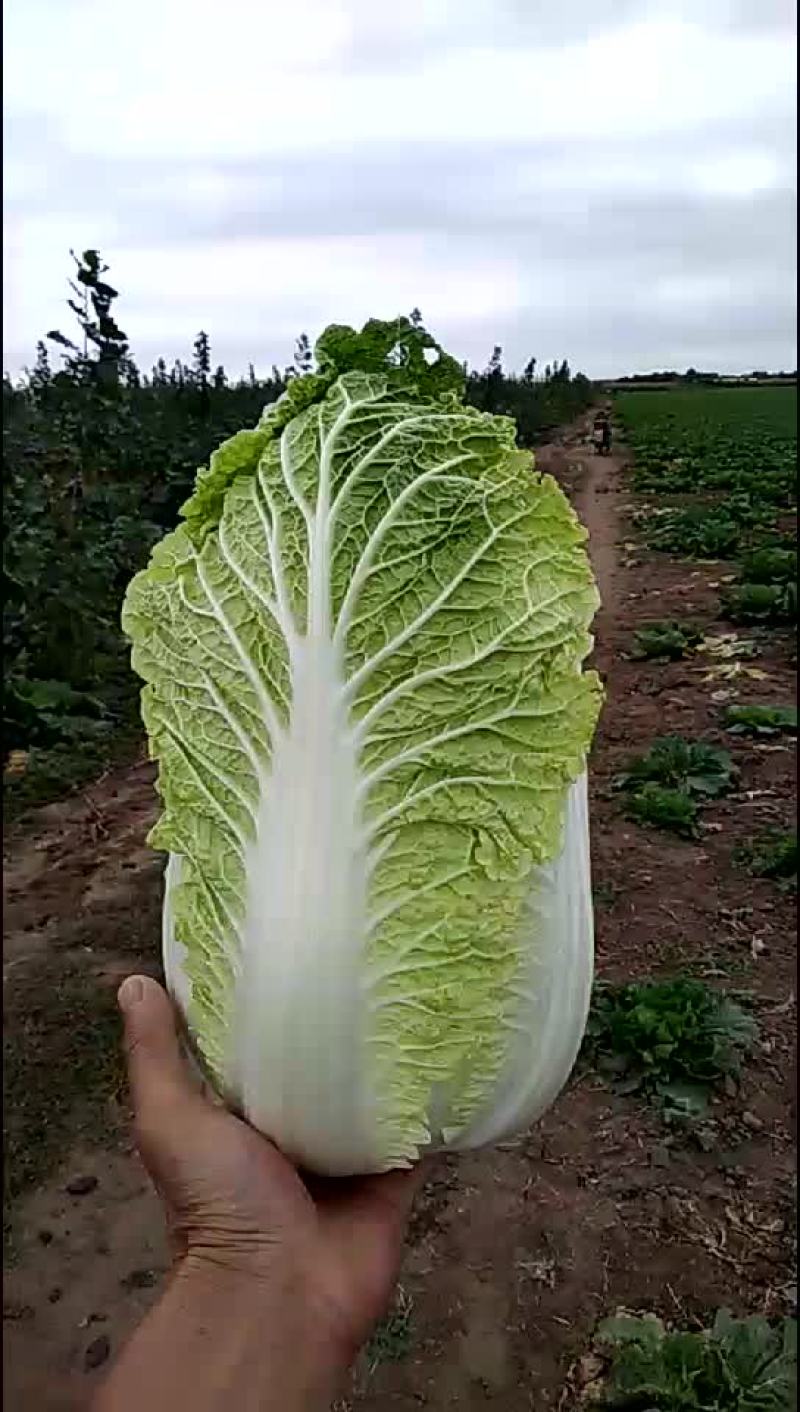 黄心白菜