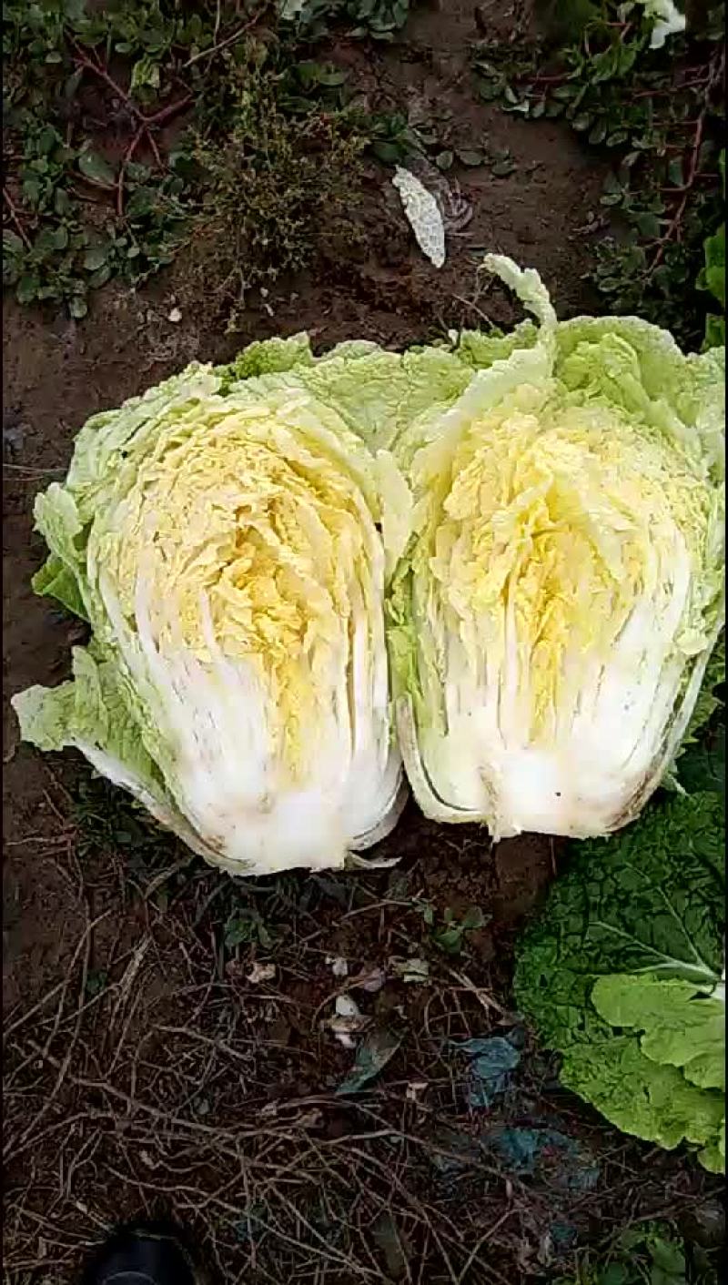 黄心白菜