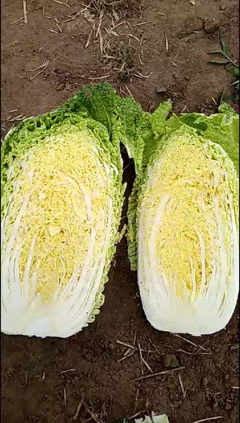 黄心白菜