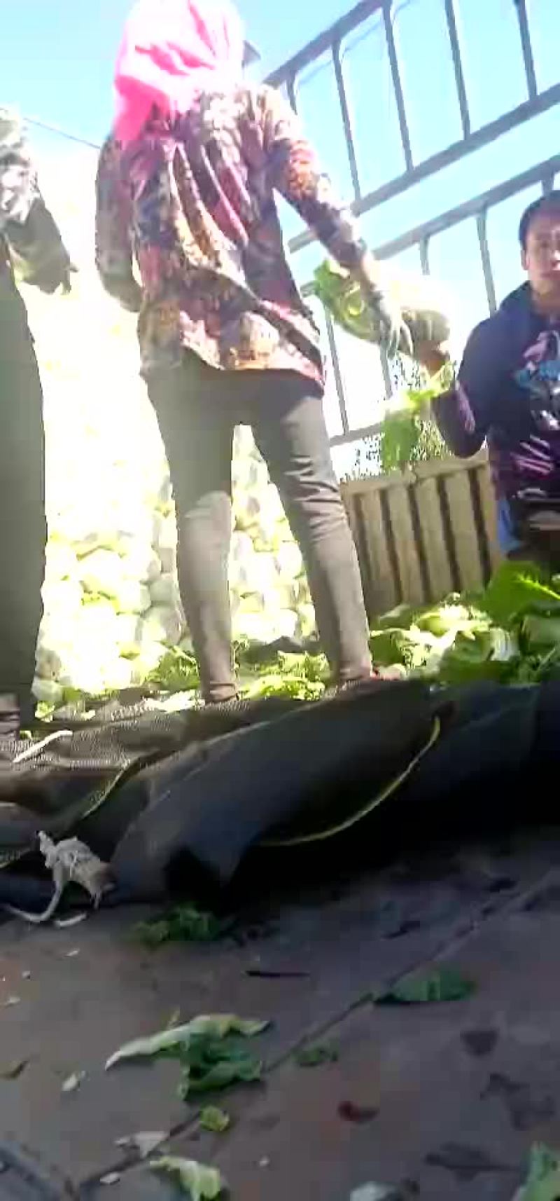 黄心白菜