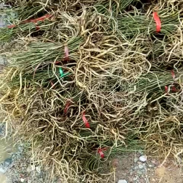 黄花倒水莲，30到40公分