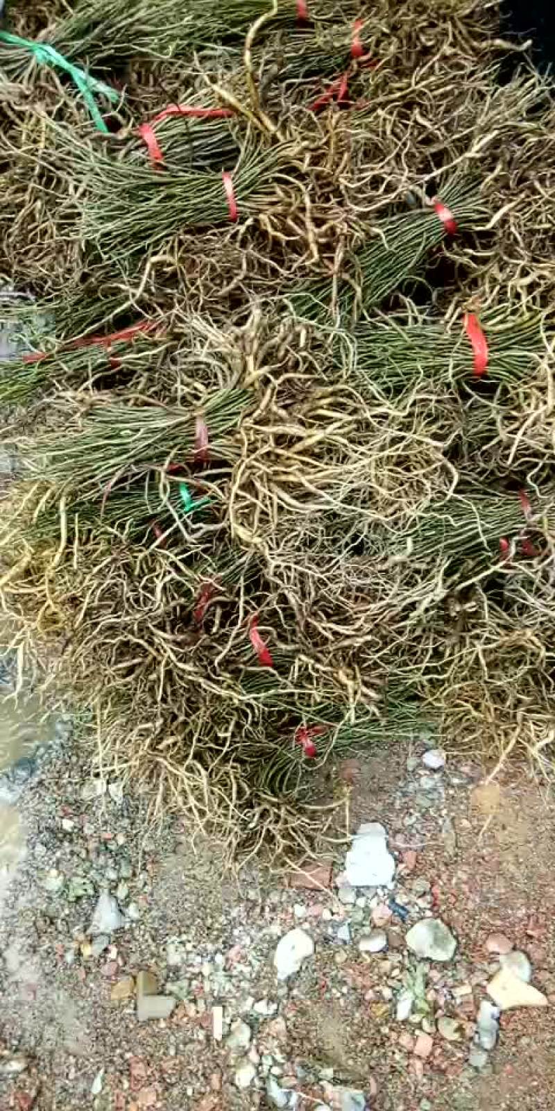 黄花倒水莲，30到40公分