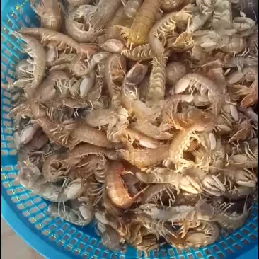 皮皮虾