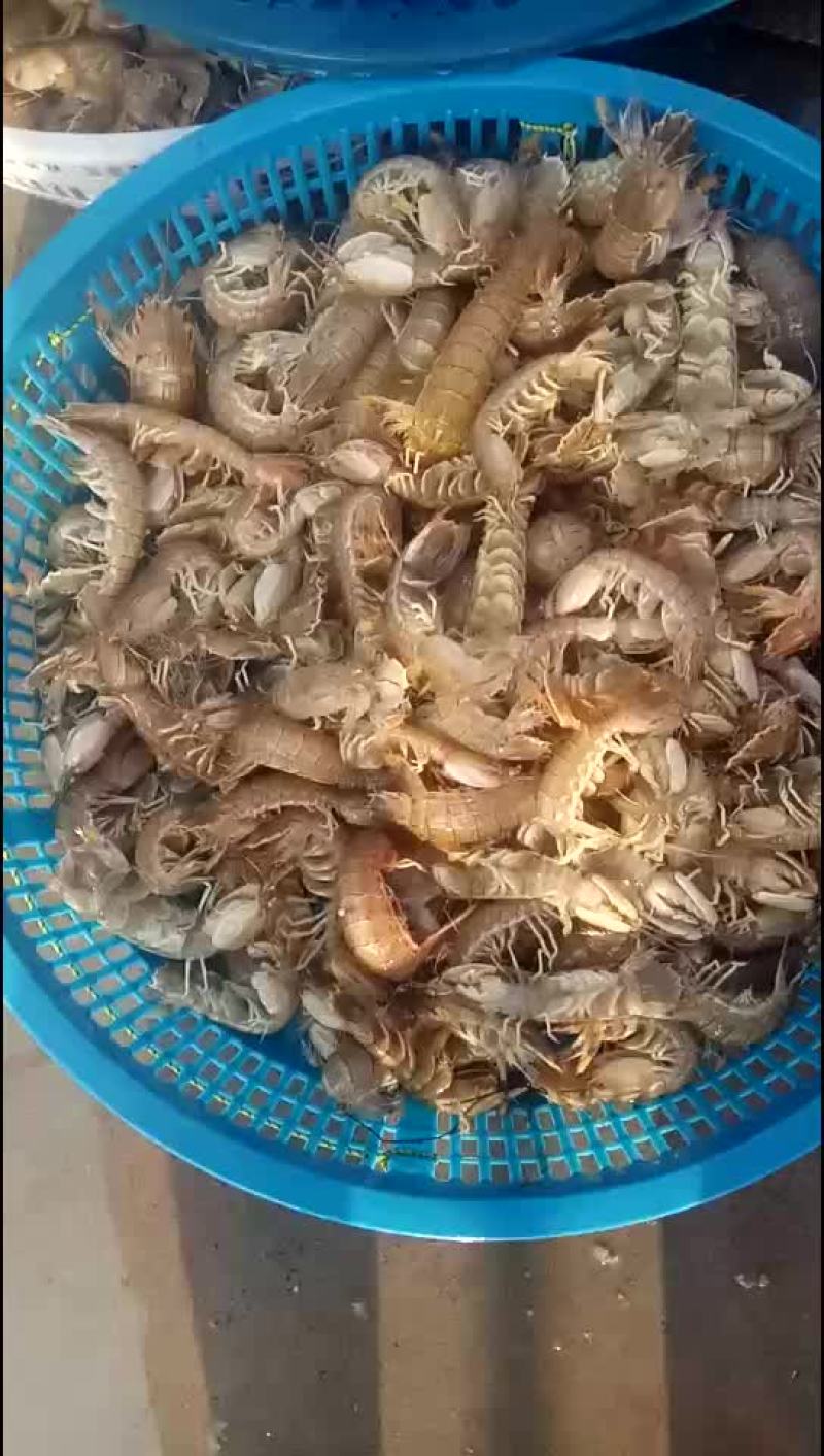 皮皮虾