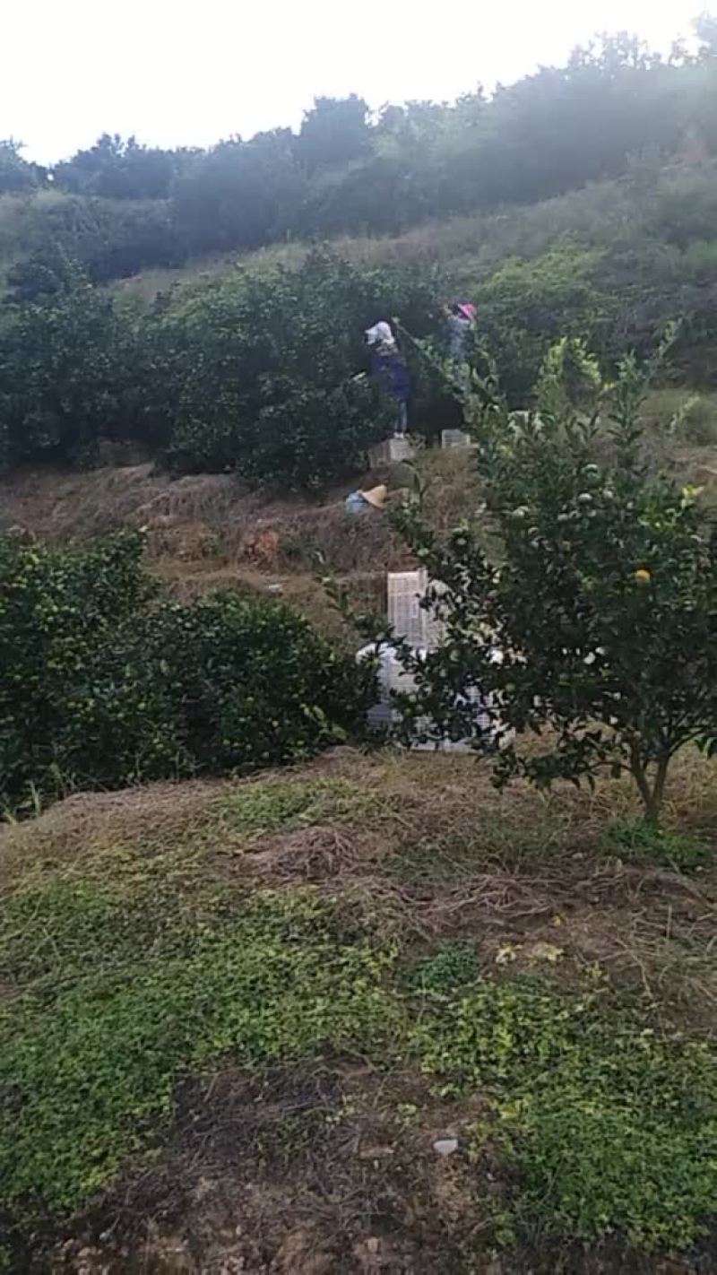 两万斤走起