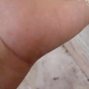 玉米次粉