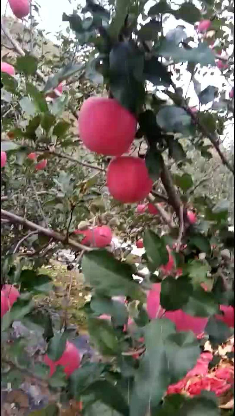 高原红富士苹果