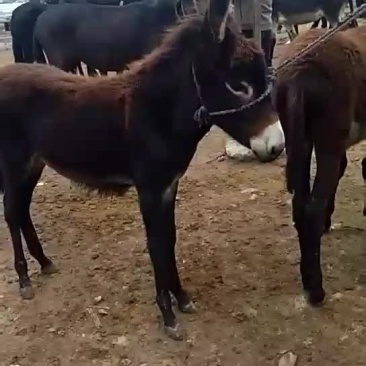毛驴