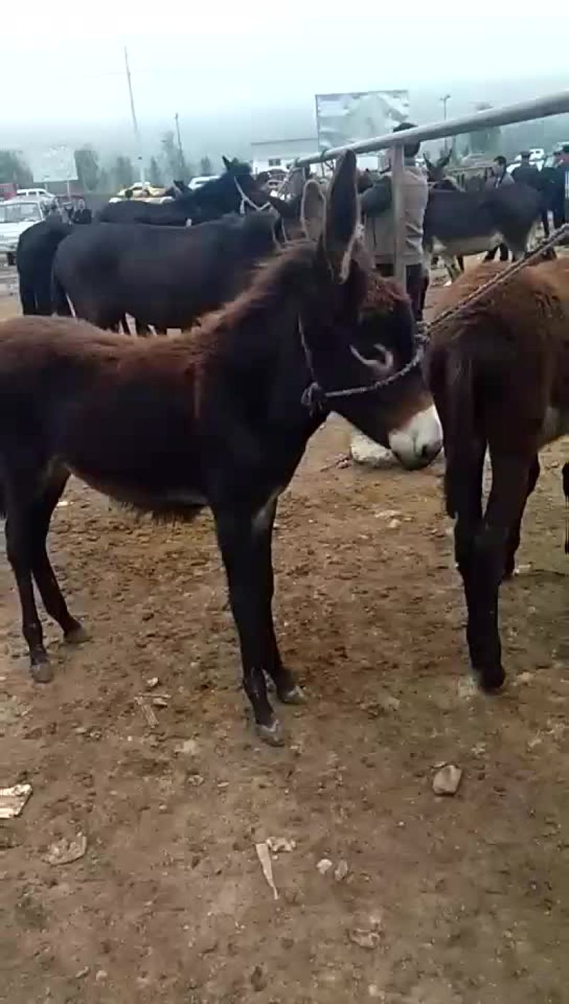毛驴
