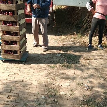 巨丰葡萄大量供货中，价格便宜！