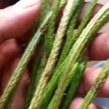 马尾草