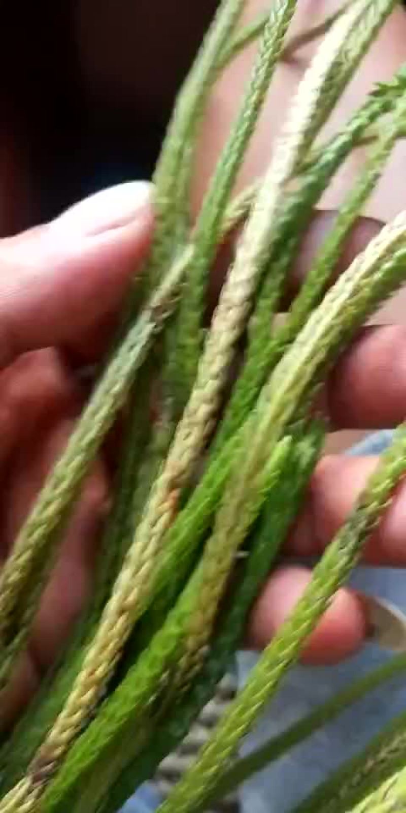 马尾草