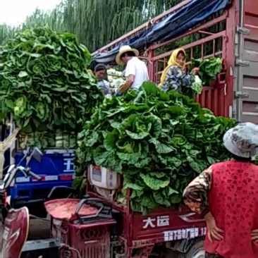 白菜质量好