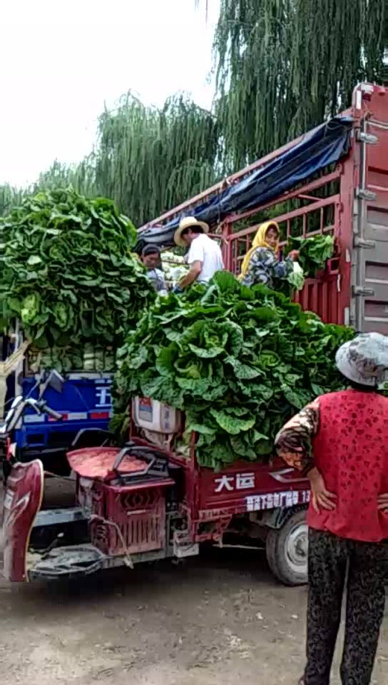 白菜质量好