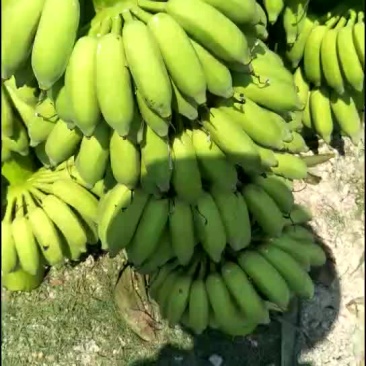 高品质西贡蕉
