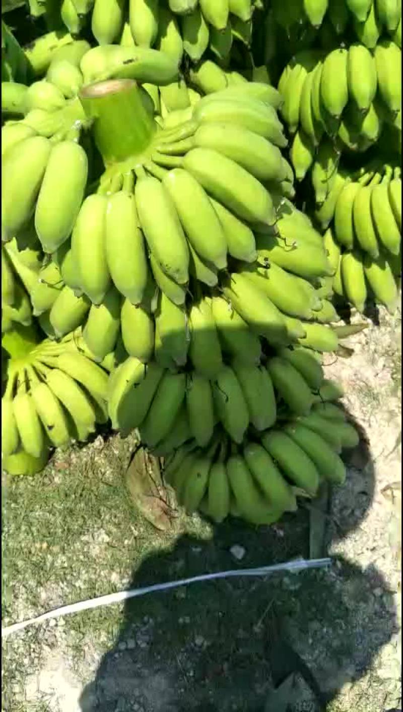 高品质西贡蕉