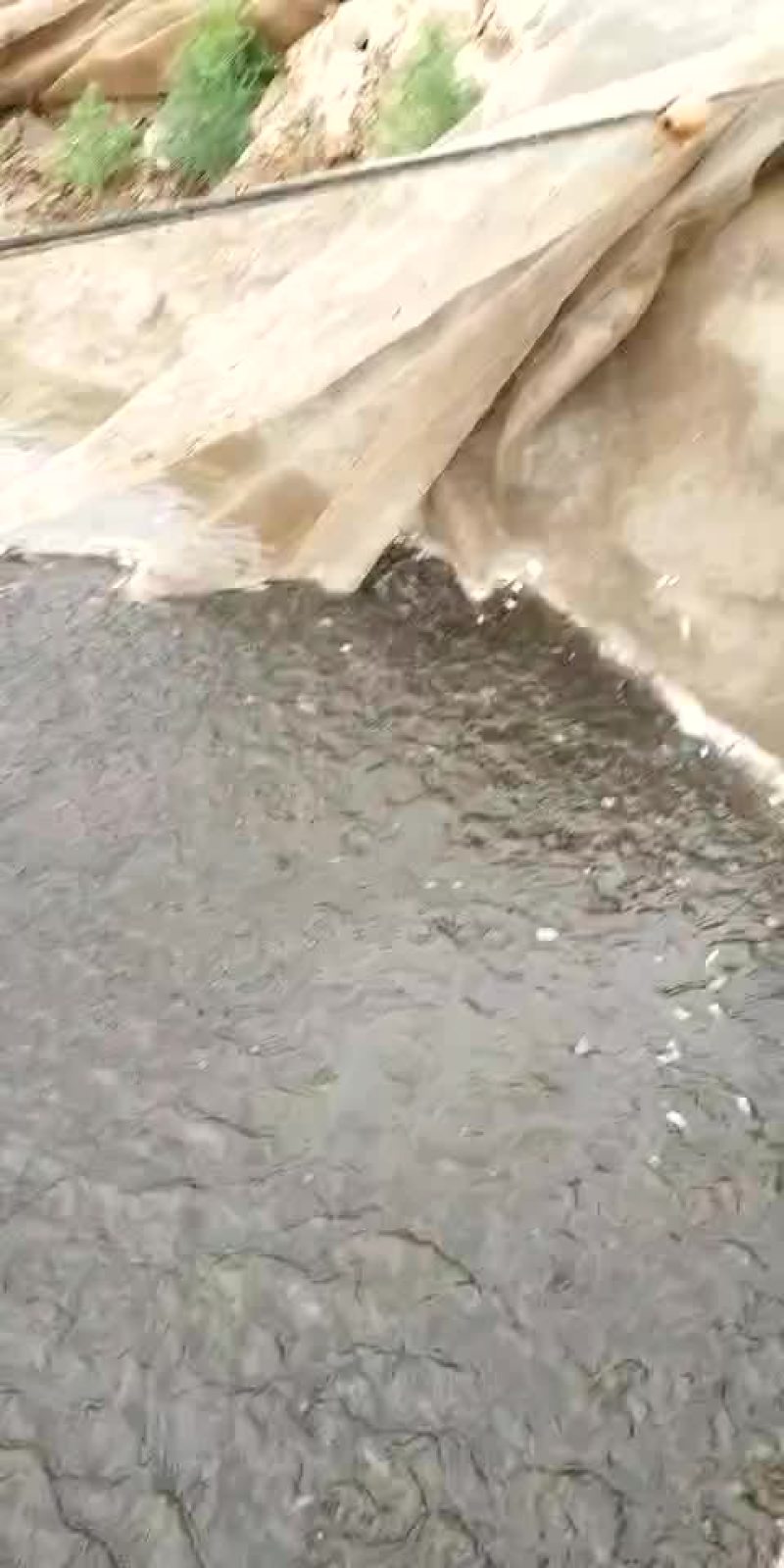 销售各种鱼苗春片，夏花