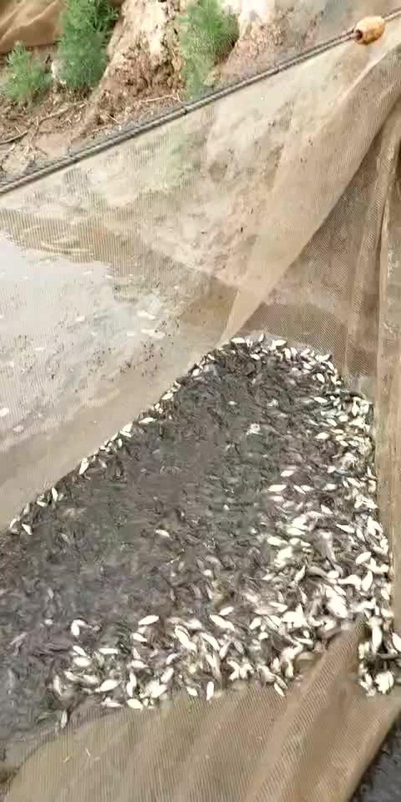 销售各种鱼苗春片，夏花