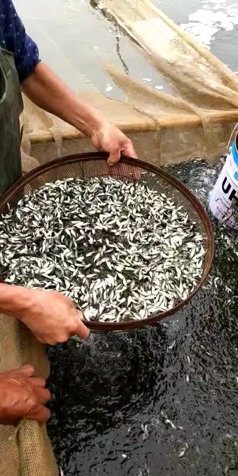 销售各种鱼苗春片，夏花