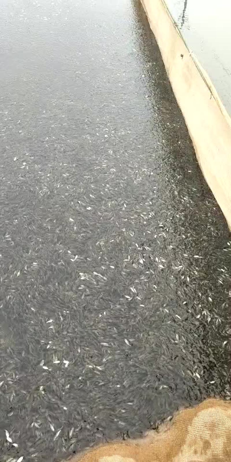 销售各种鱼苗春片，夏花