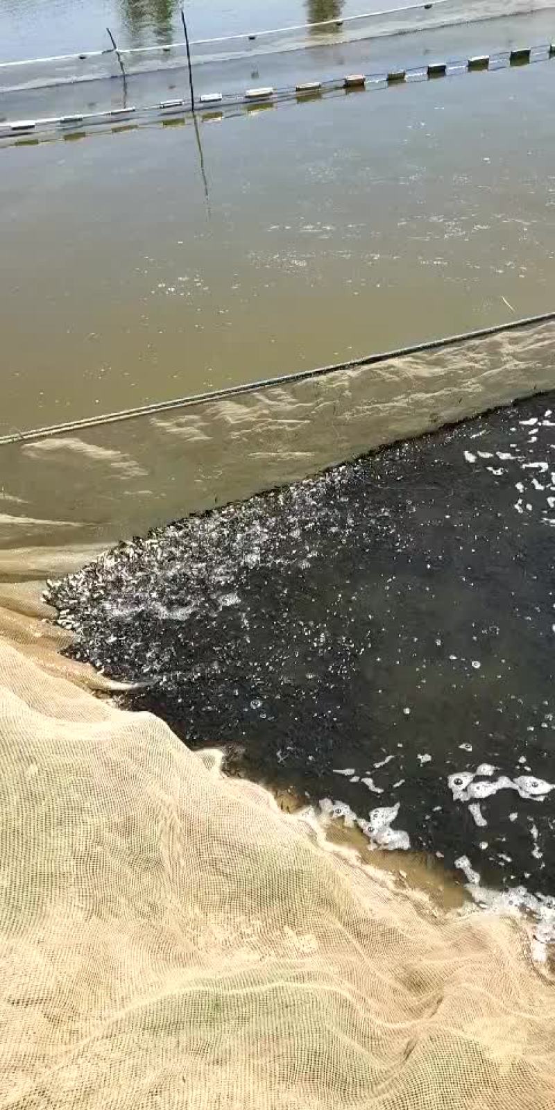 销售各种鱼苗春片，夏花
