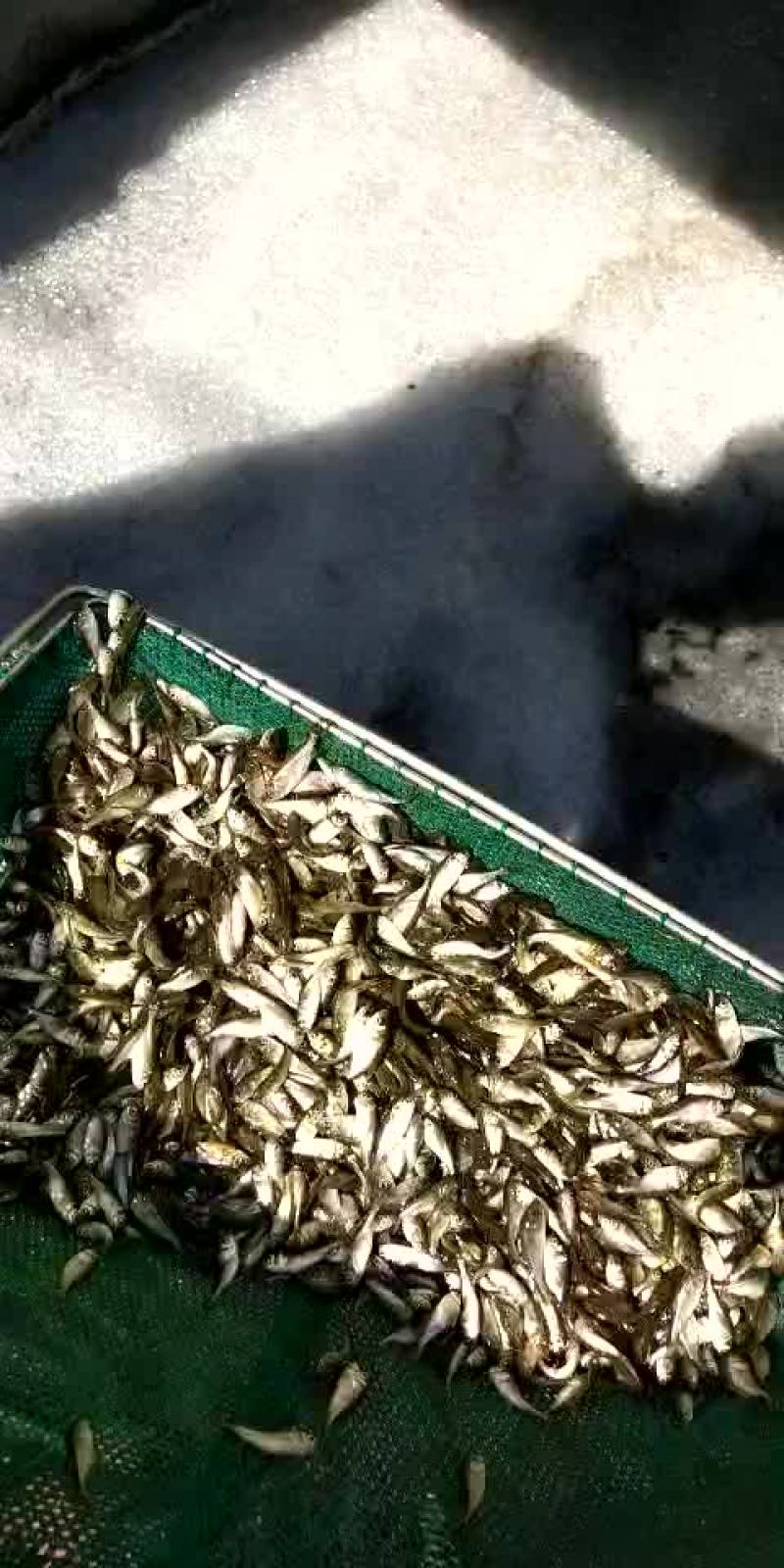 销售各种鱼苗春片，夏花