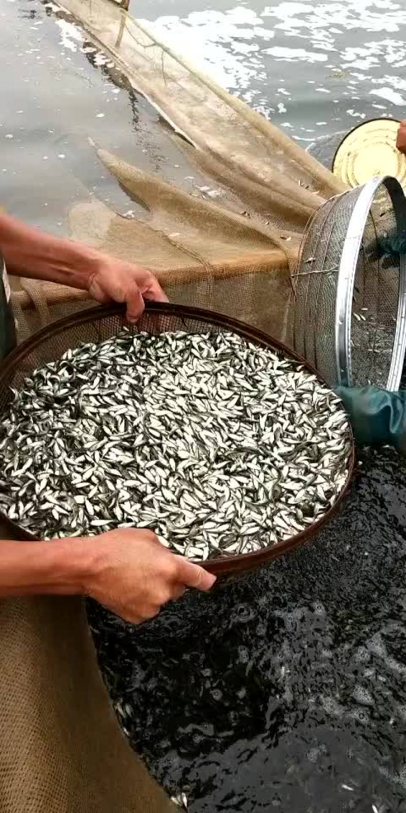 销售各种鱼苗春片，夏花
