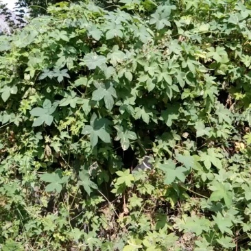 野生菈菈殃