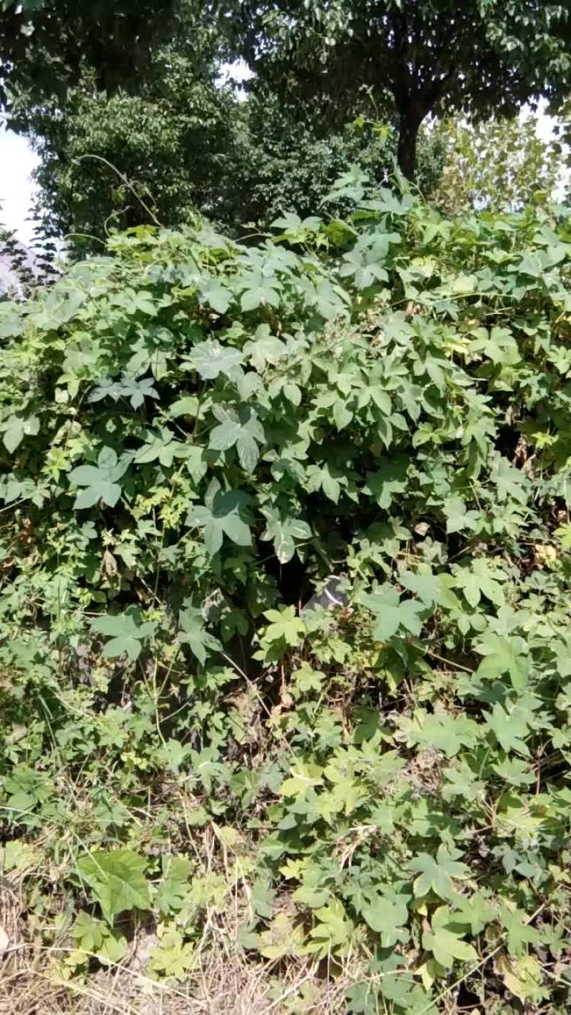 野生菈菈殃