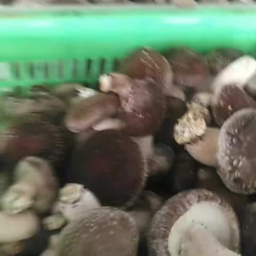 香菇