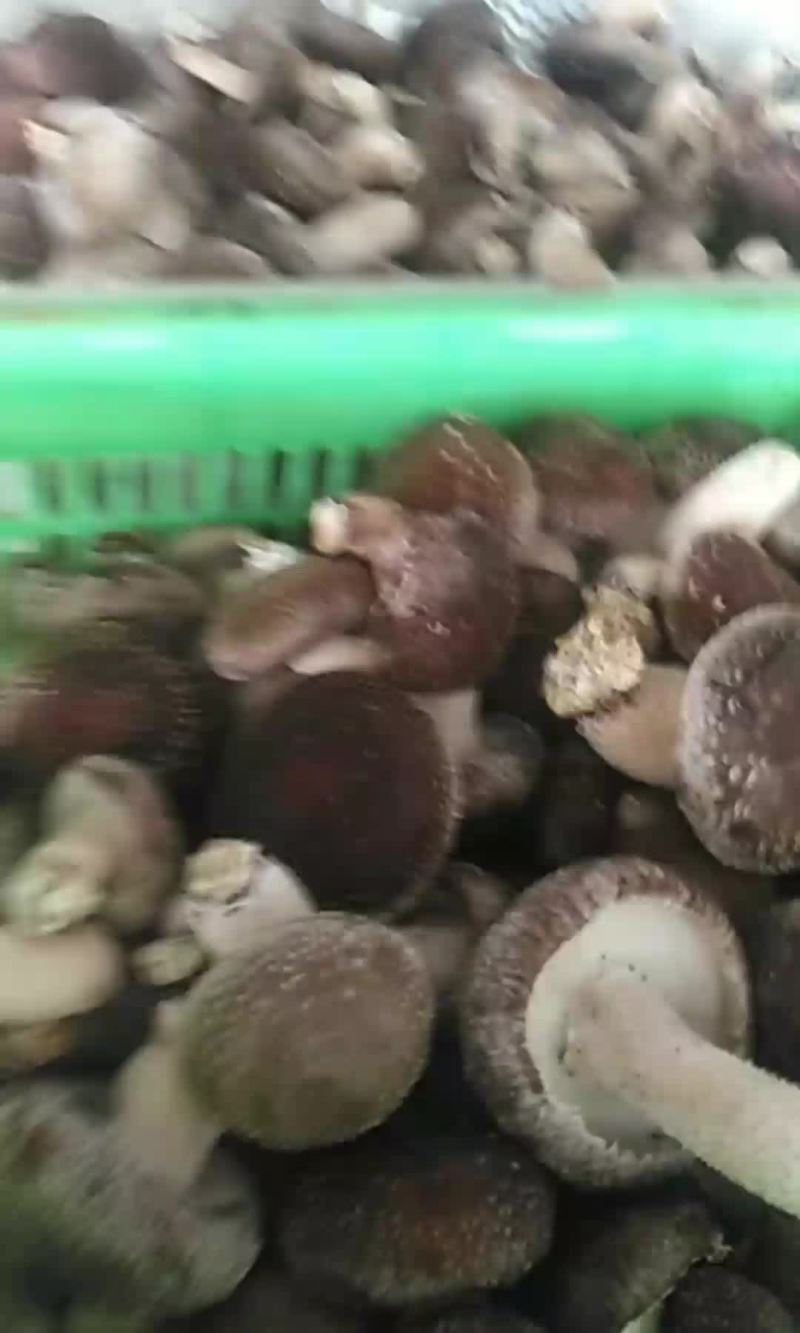 香菇