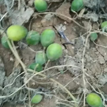 马泡瓜是新兴瓜种他现在嗯它的功效是活血化瘀