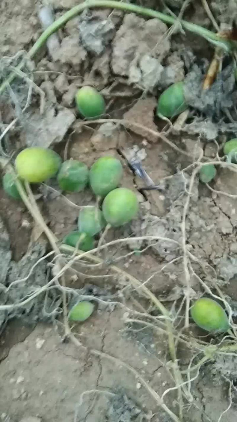 马泡瓜是新兴瓜种他现在嗯它的功效是活血化瘀