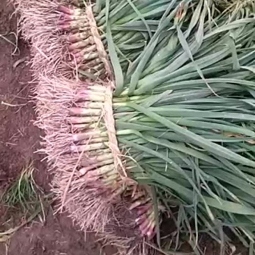 红根蒜苗