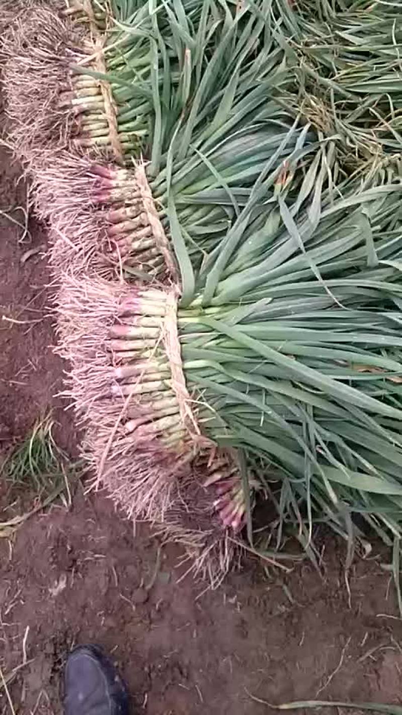 红根蒜苗