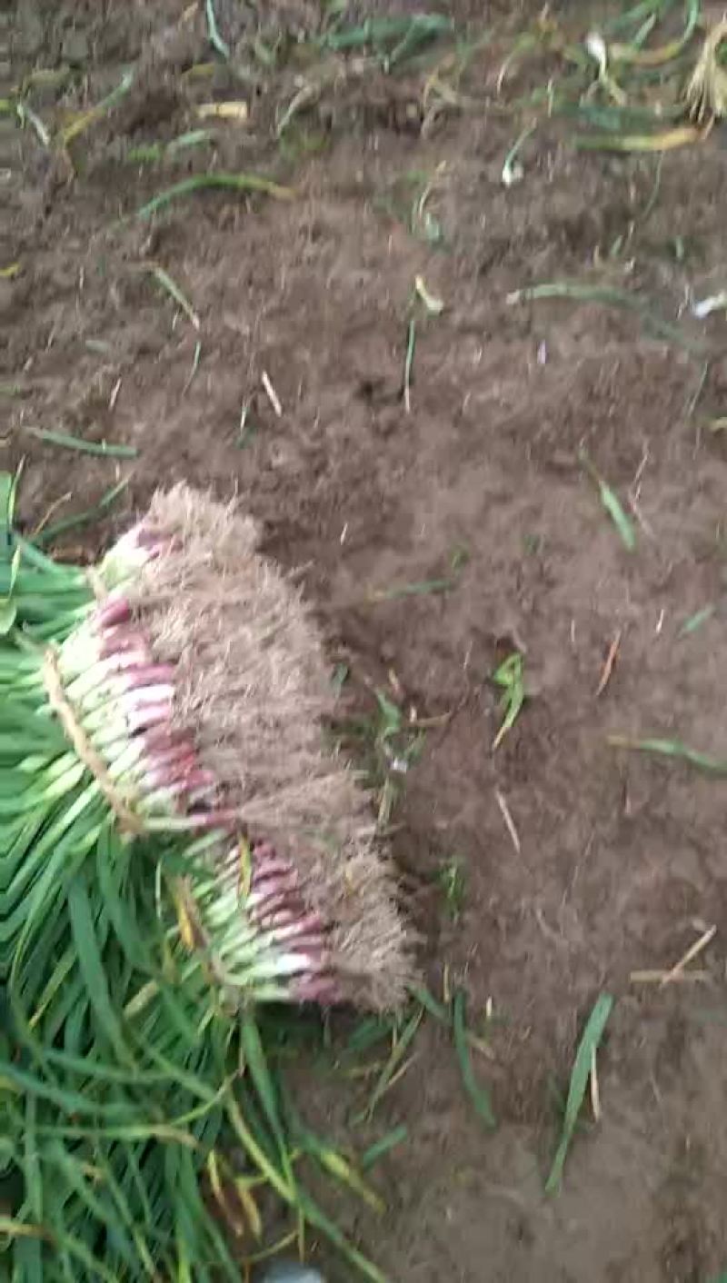 红根蒜苗