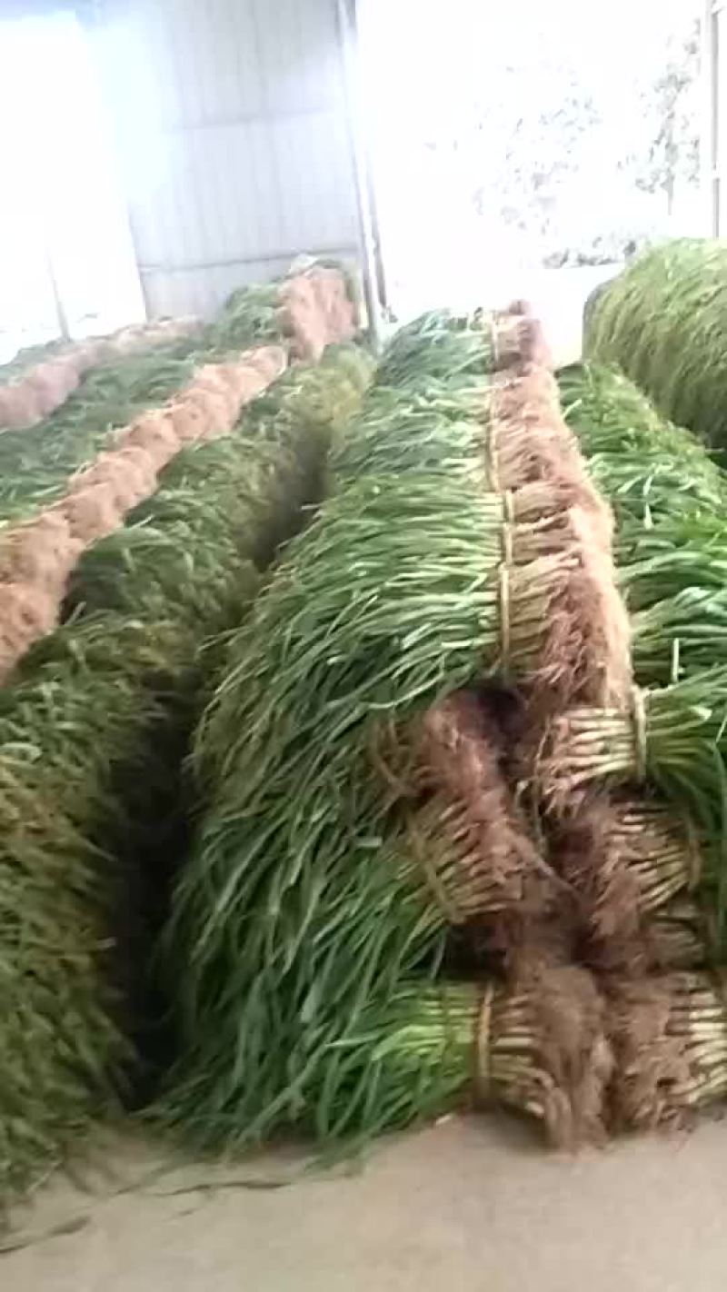 红根蒜苗