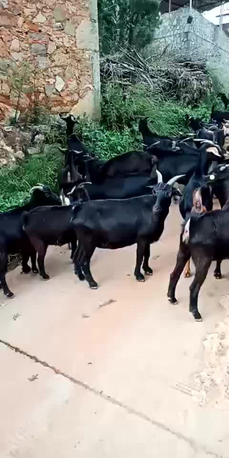 各种牛羊都有