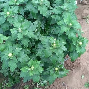 本品是大白球花菊花