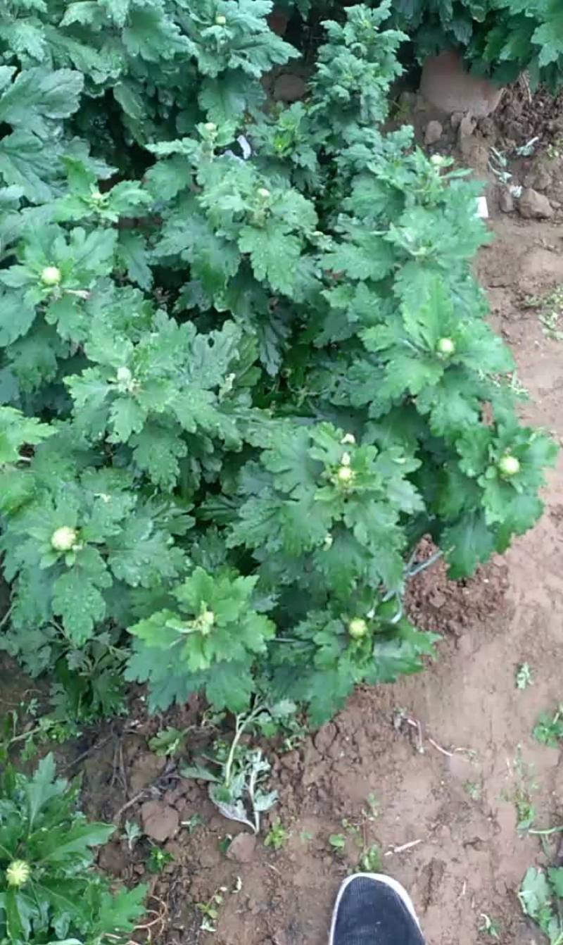 本品是大白球花菊花