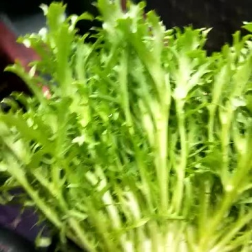 苦菊