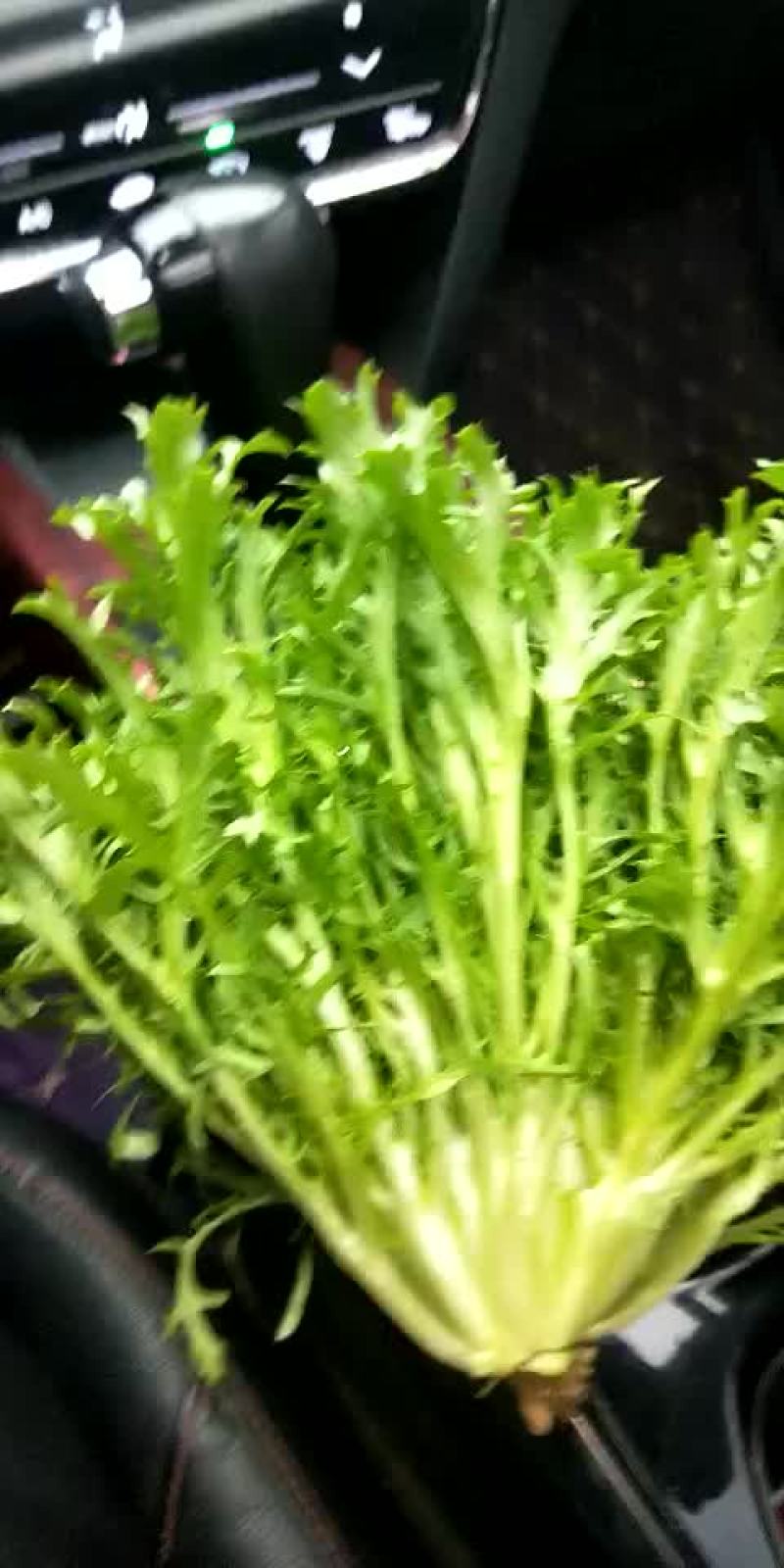 苦菊